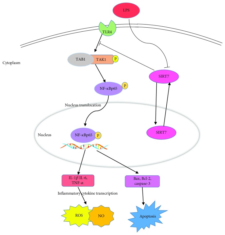 Figure 7