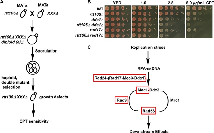 FIGURE 1.