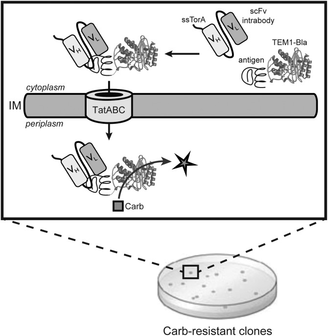 Fig. 1.