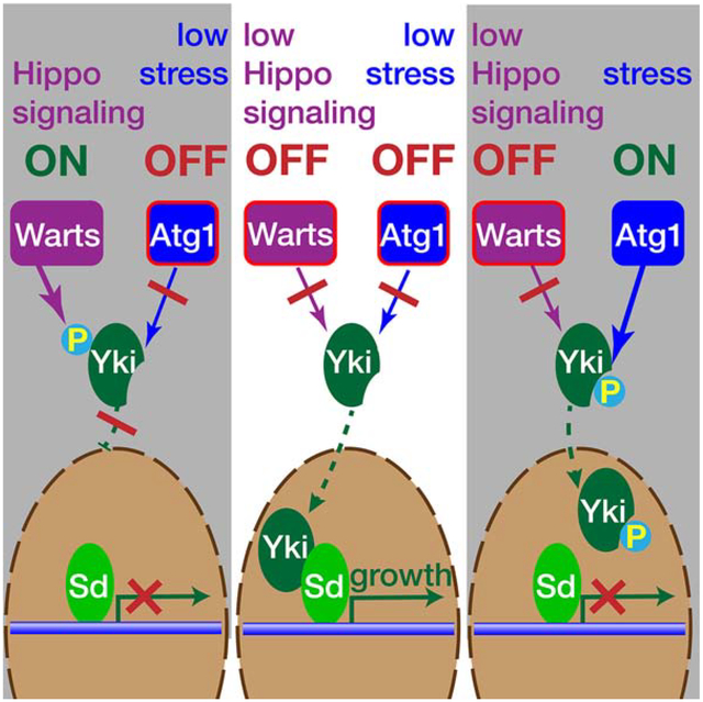 graphic file with name nihms-1569251-f0001.jpg