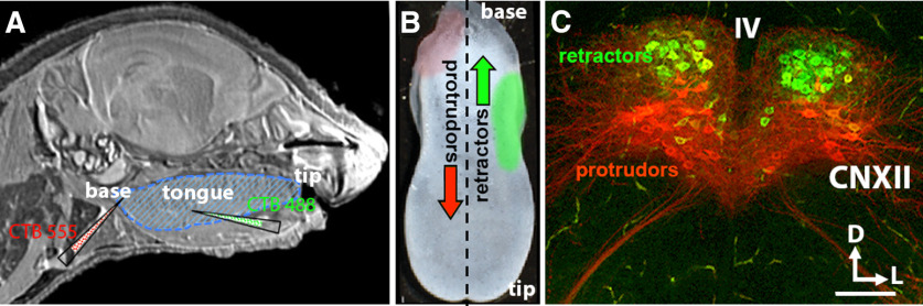 Figure 1.