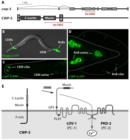 Fig. 1.