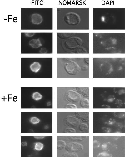 FIG. 7