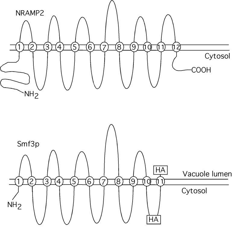 FIG. 10