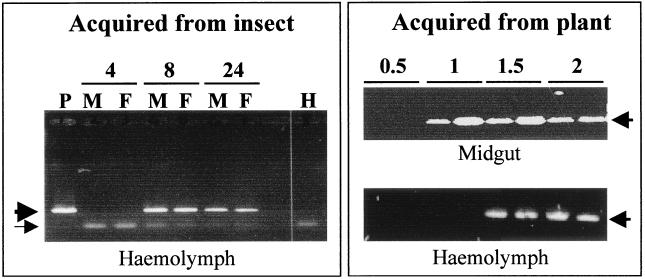 FIG. 6