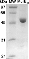 FIG. 1.