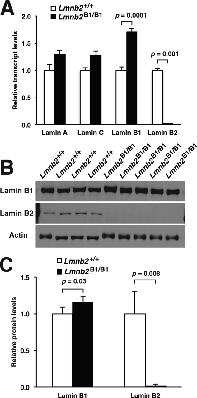 FIGURE 5: