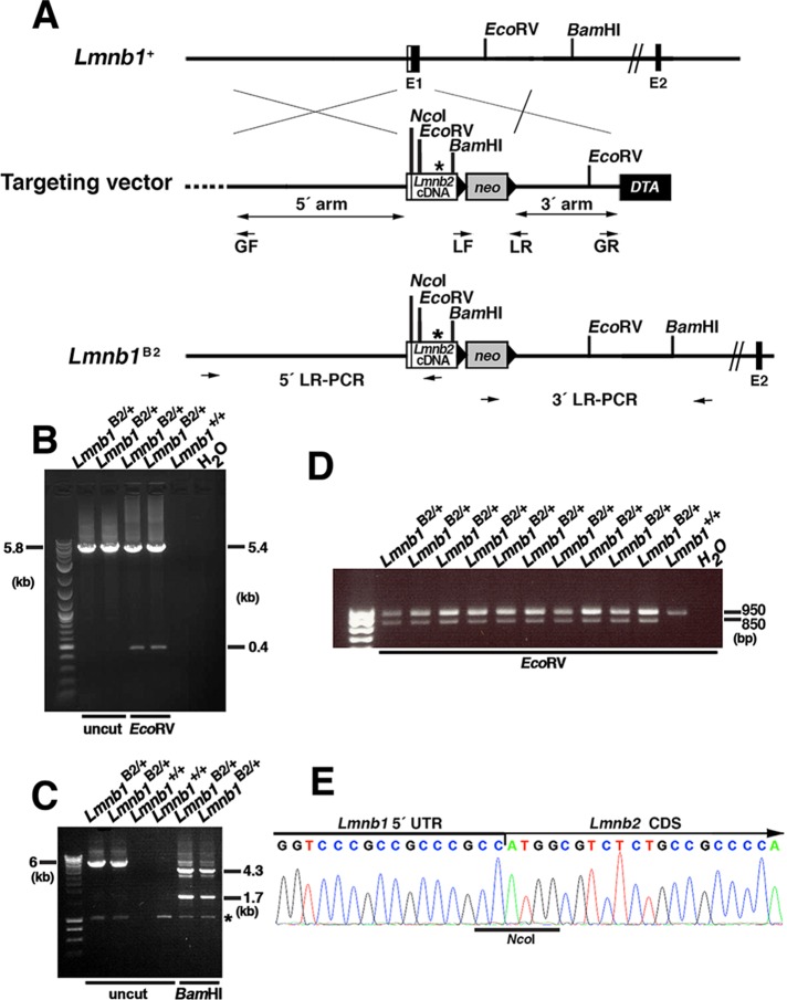 FIGURE 1: