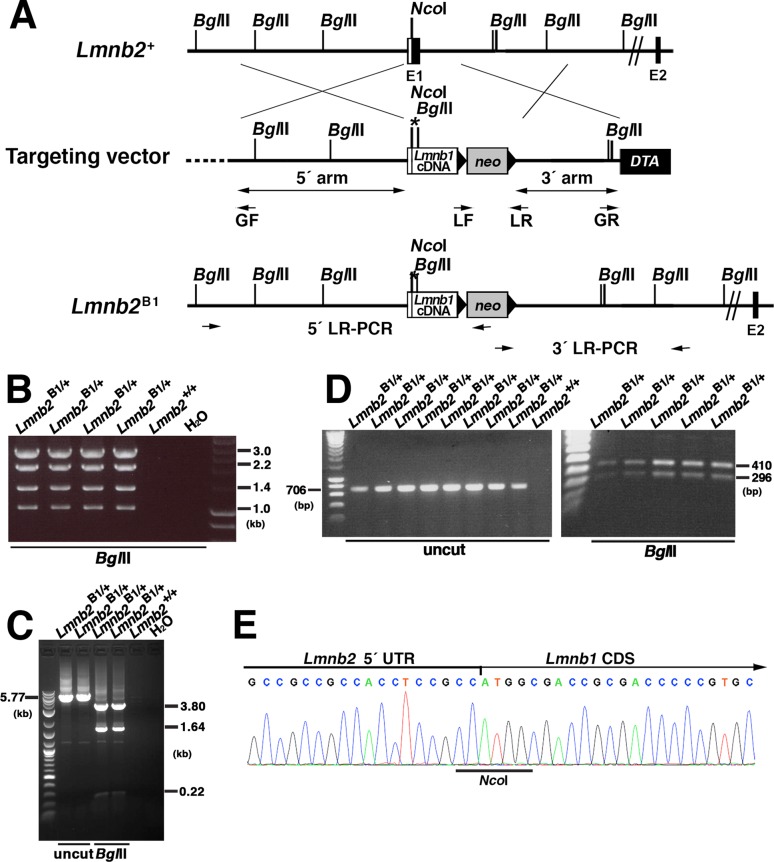 FIGURE 4: