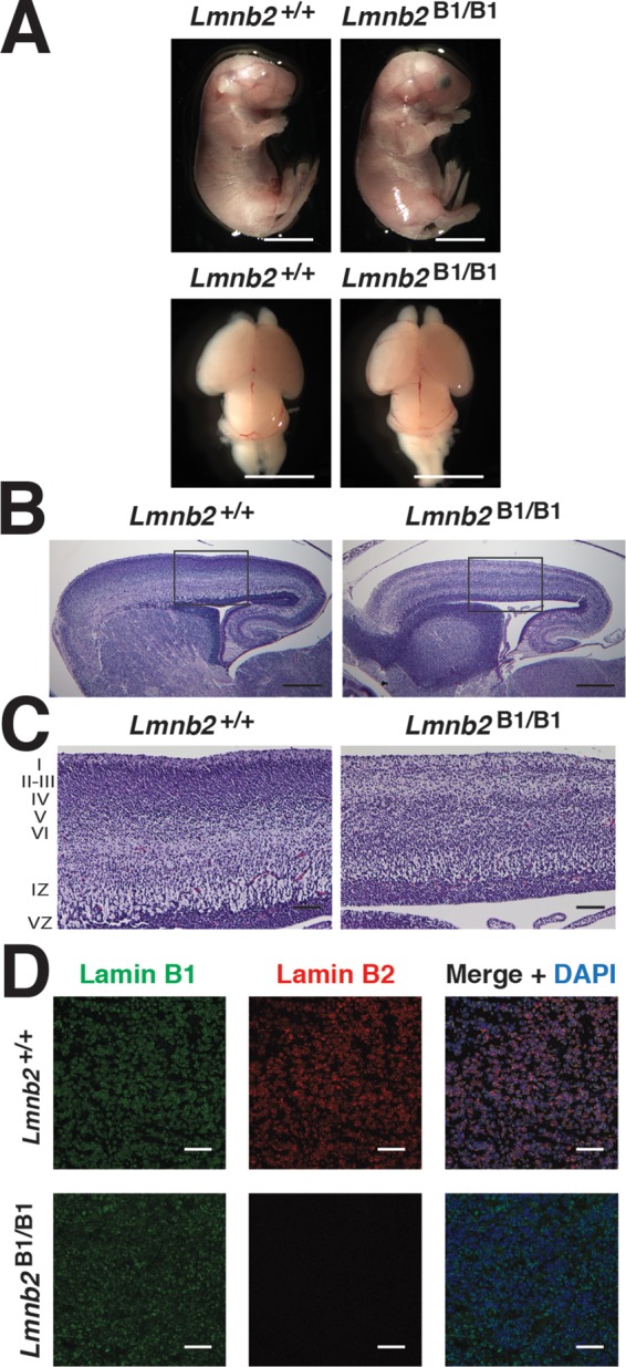 FIGURE 6: