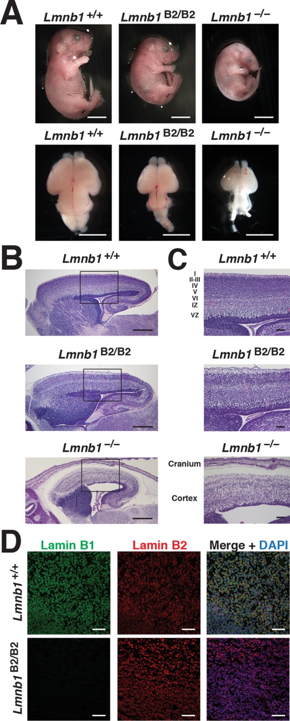 FIGURE 3: