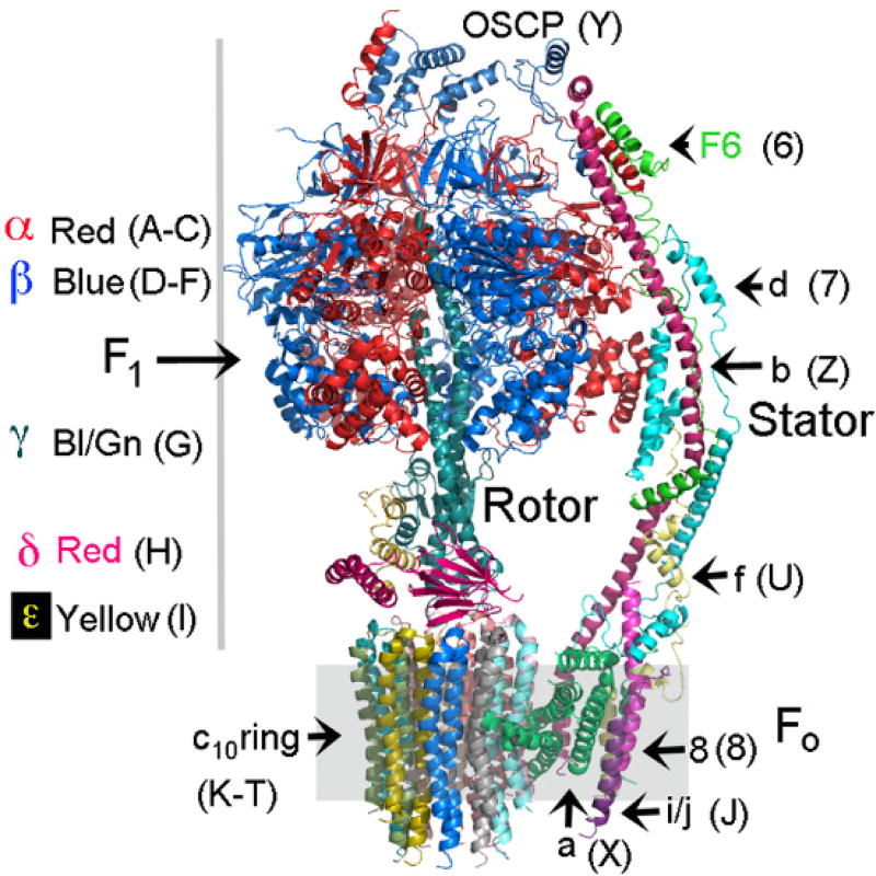 Fig. 1