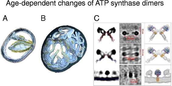 Fig. 9