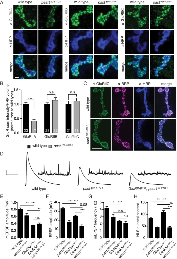 FIGURE 2: