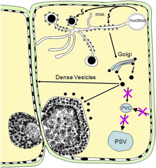 Figure 11.