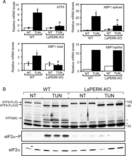 FIGURE 4: