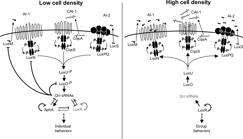 FIG 1