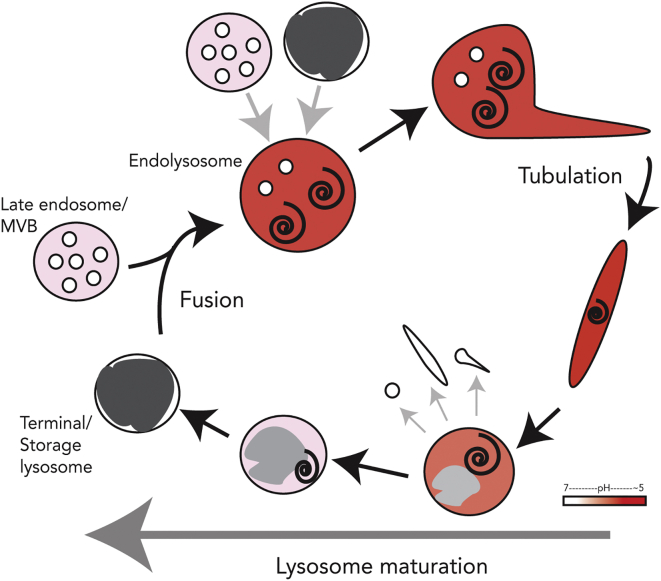 Figure 7