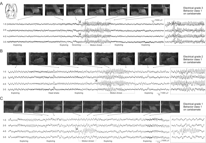 Fig. 7.