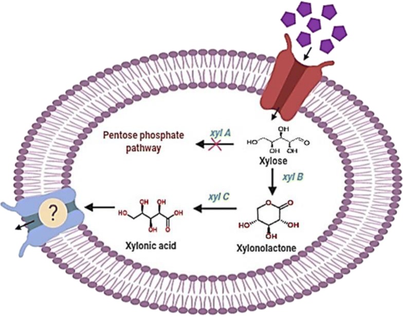 graphic file with name 13568_2020_1003_Figa_HTML.jpg