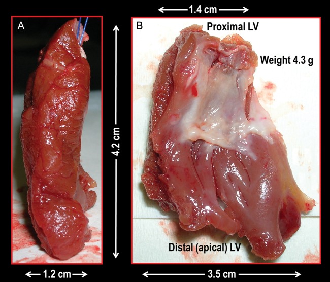 Figure 3