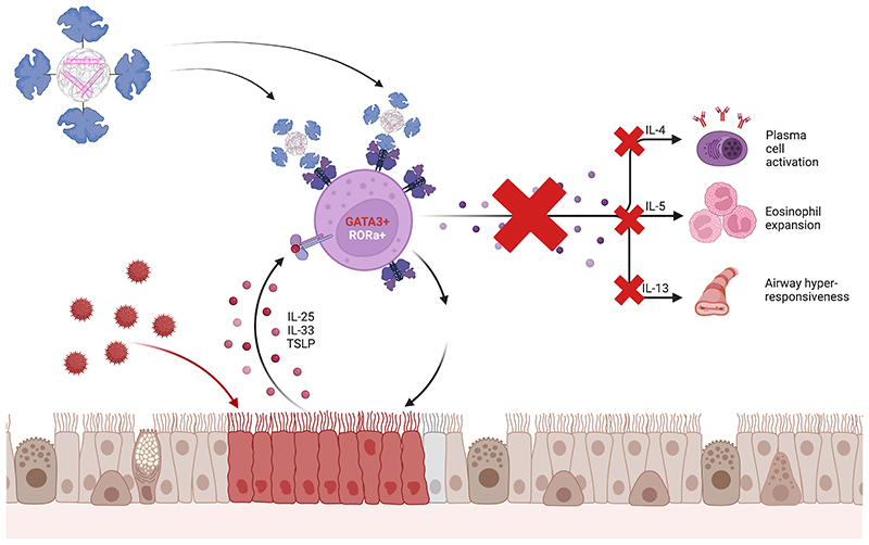 Graphical Abstract