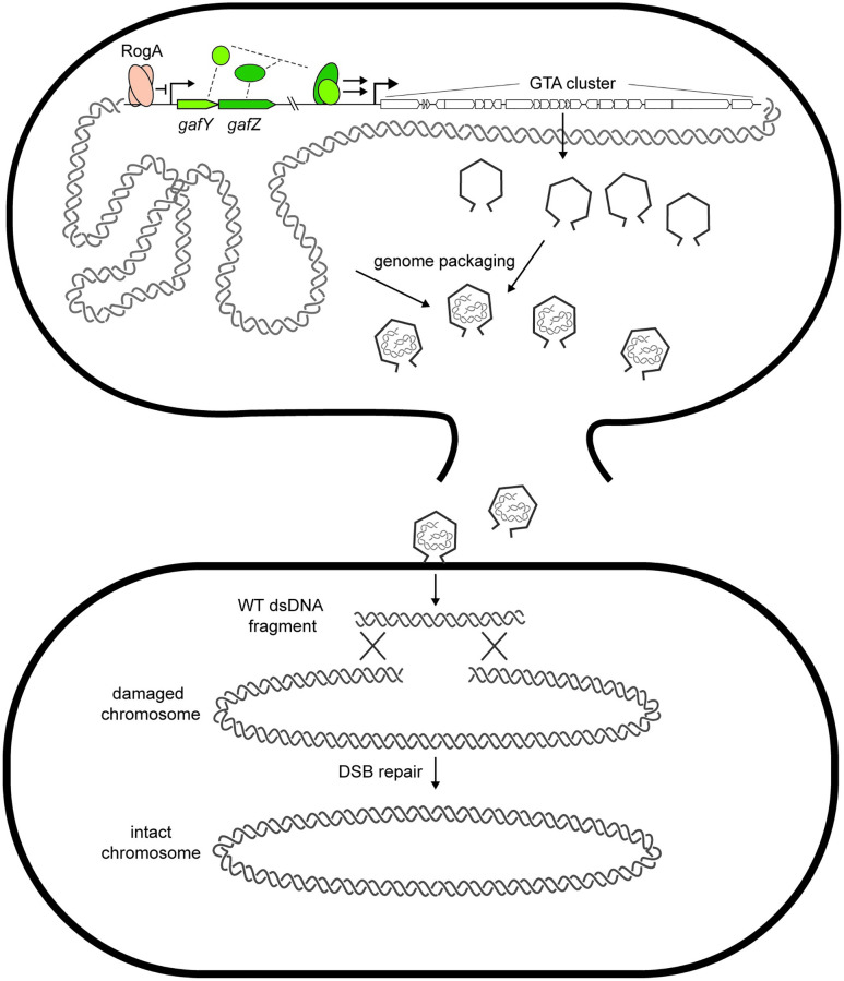 Fig 7