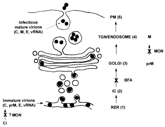 FIG. 7