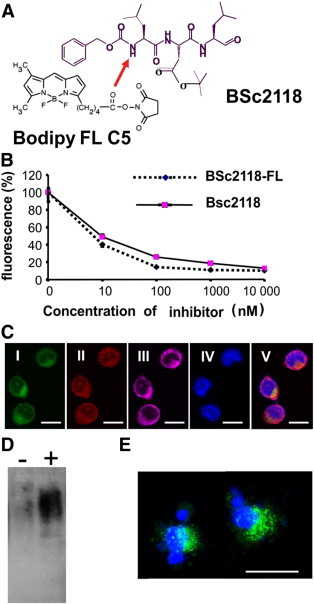 Figure 2