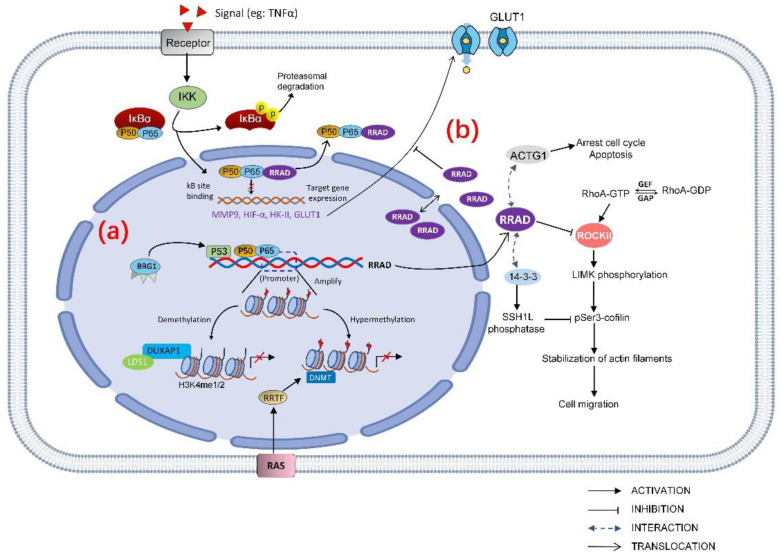 Friend or Foe: Regulation, Downstream Effectors of RRAD in Cancer - PMC