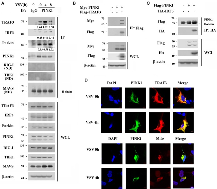 Mitochondrial Protein PINK1 Positively Regulates RLR Signaling - PMC