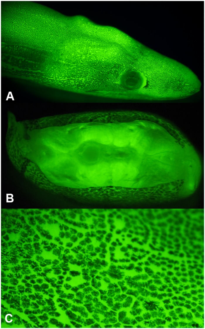 Fig 3