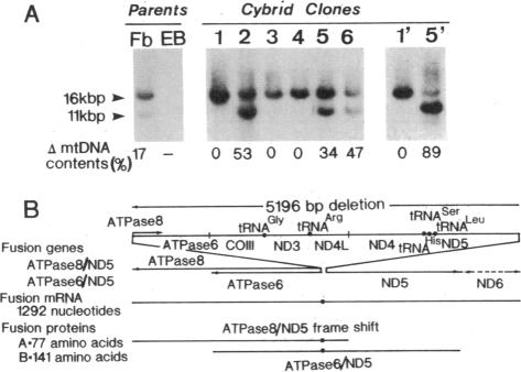 graphic file with name pnas01073-0250-a.jpg