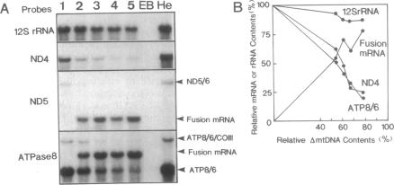 graphic file with name pnas01073-0251-a.jpg