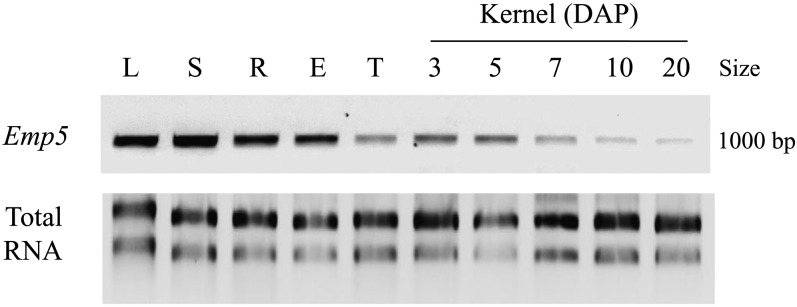 Figure 5.