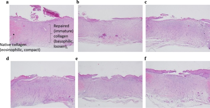 Fig. 6