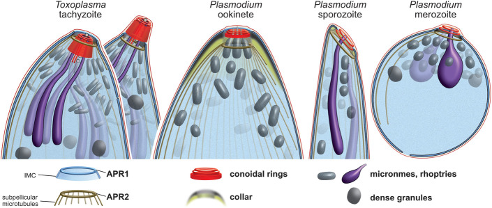 Fig 11