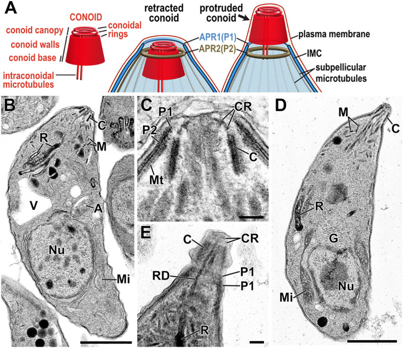 Fig 1