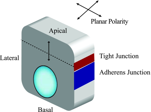 Fig. 1.