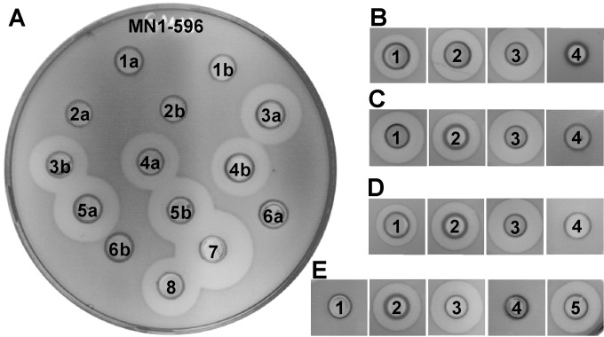 FIG 1