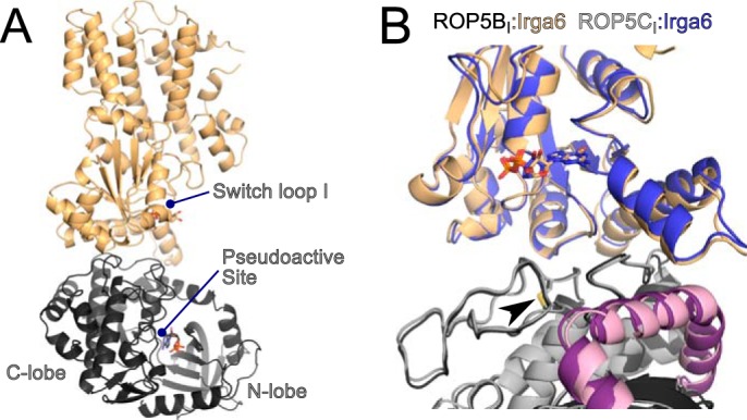 FIGURE 1.