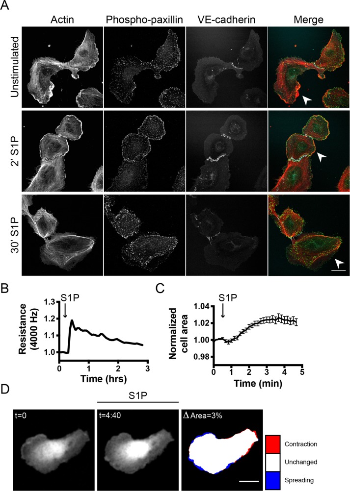 FIGURE 1: