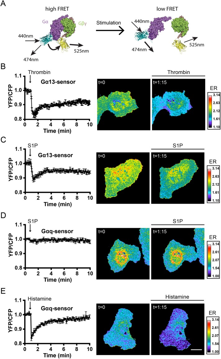 FIGURE 4: