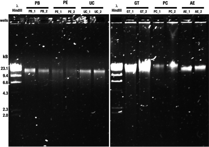 FIGURE 1