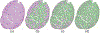 Fig. 12.