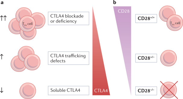 Box 3 CTLA4 function