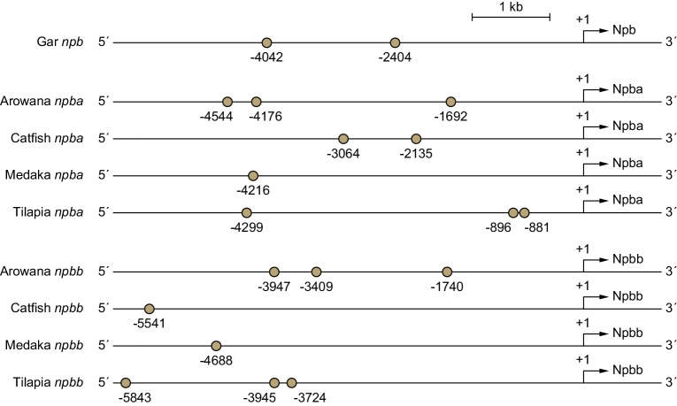 Figure 5—figure supplement 2.