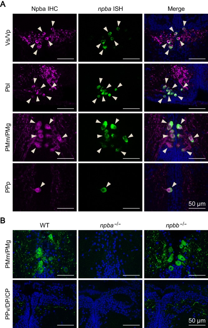 Figure 3—figure supplement 1.