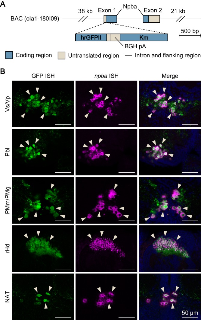 Figure 3—figure supplement 2.