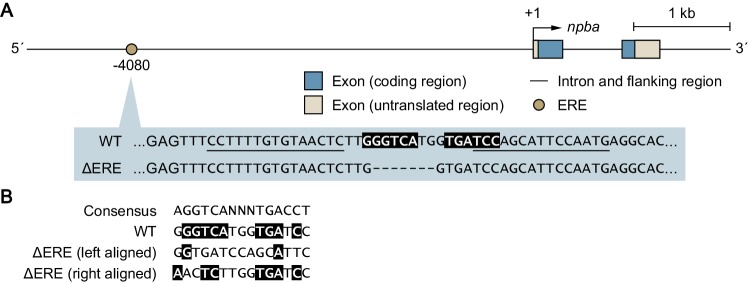 Figure 1—figure supplement 1.